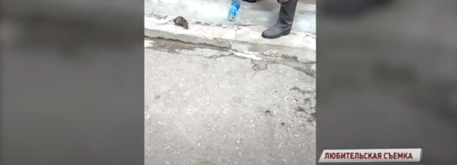 Ярославцам рассказали, куда жаловаться, если в подъезде живут крысы