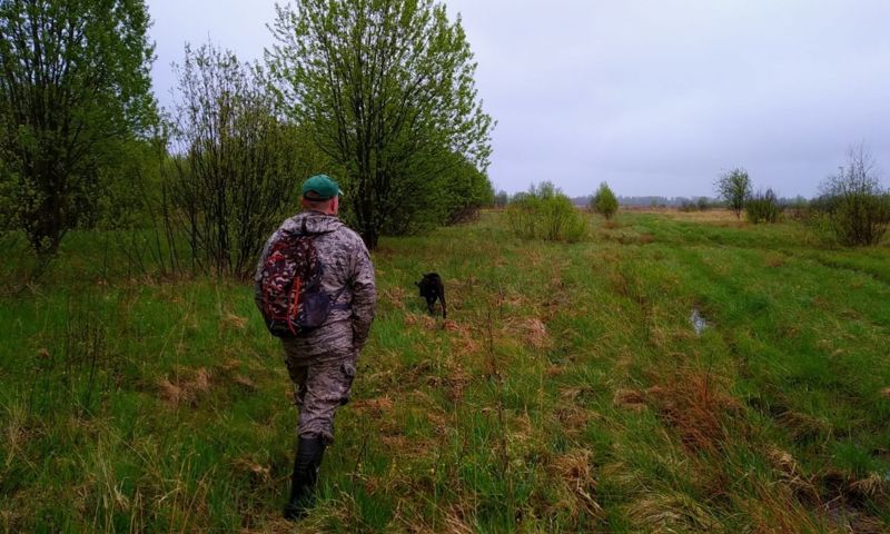 Сезон охоты на зайцев, енотовидных собак и лисиц откроется в Ярославской области