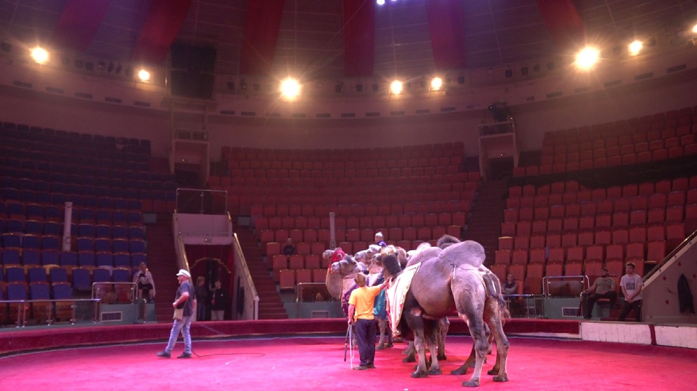 Дикая природа и акробаты: репортаж из Ярославского цирка