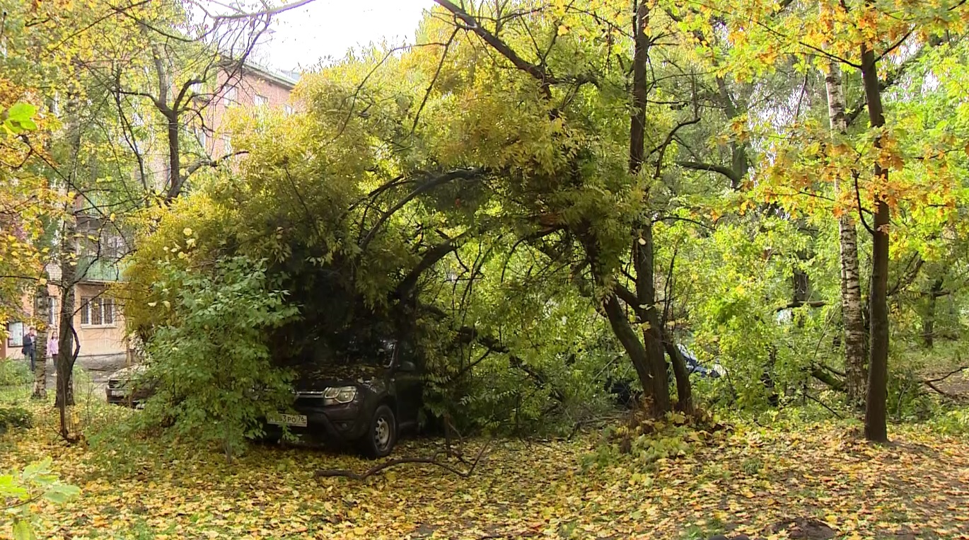 Сегодня в Ярославле из-за дождей рухнуло дерево. Видео с места событий