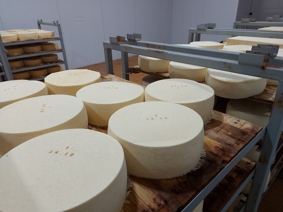В Любиме начнут производить сыр моцарелла