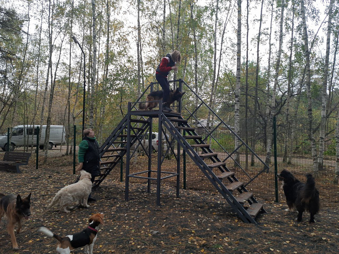 В Заволжском районе открыли новую площадку для дрессировки собак