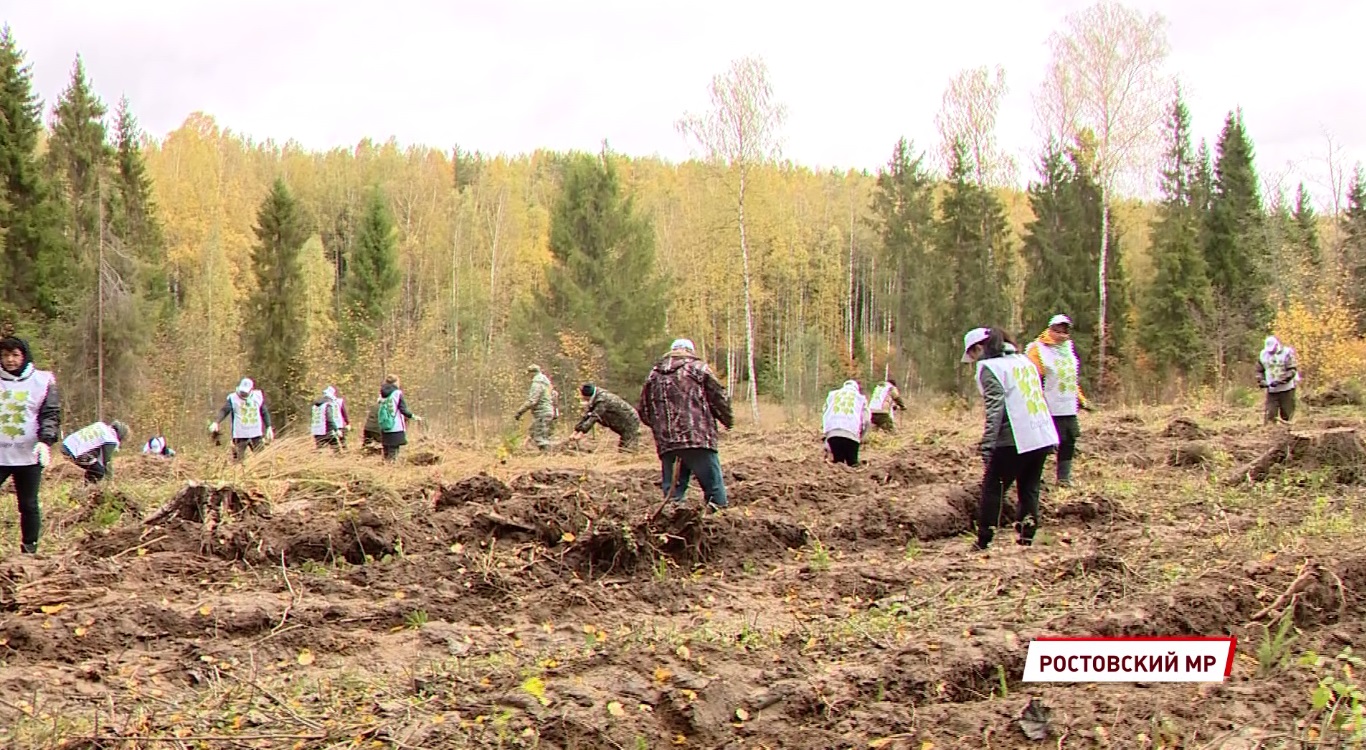 Около 3000 елей посадили участники акции «Сохраним лес» в Ростовском районе