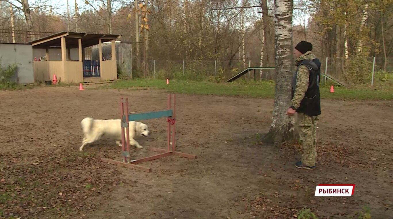 В Рыбинске прошли соревнования по дрессировке собак