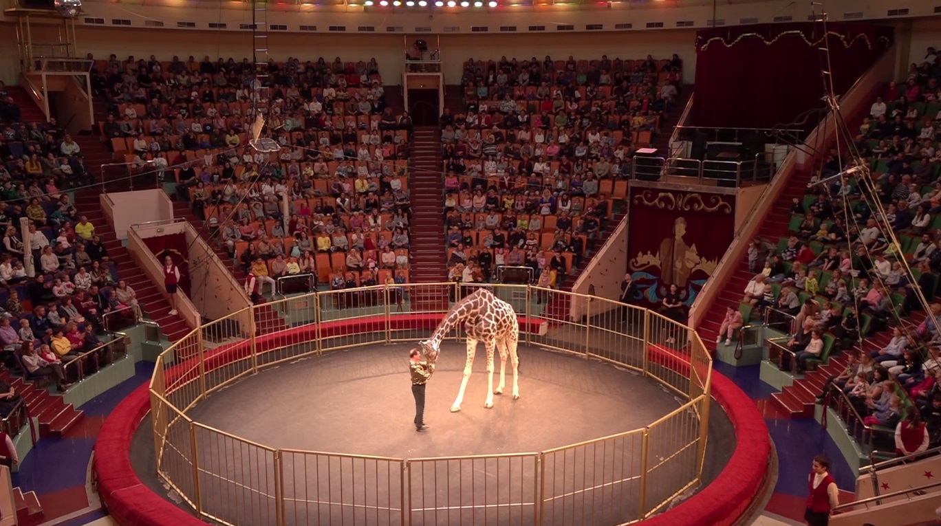Жирафы, клоуны и акробаты: ярославцев приглашают на новое представление в цирк