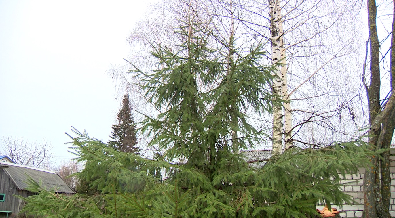 Необычное дерево стало достопримечательностью села Фёдорково Пошехонского района