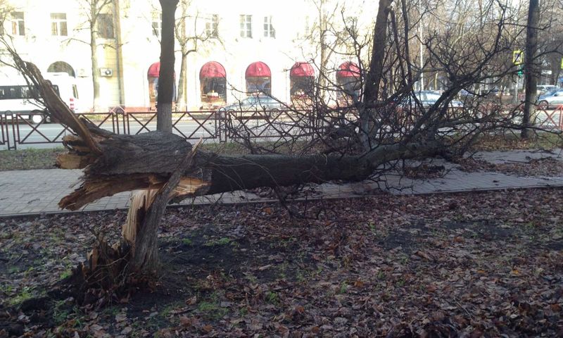Экстренное предупреждение от МЧС: в Ярославле ожидается усиление ветра
