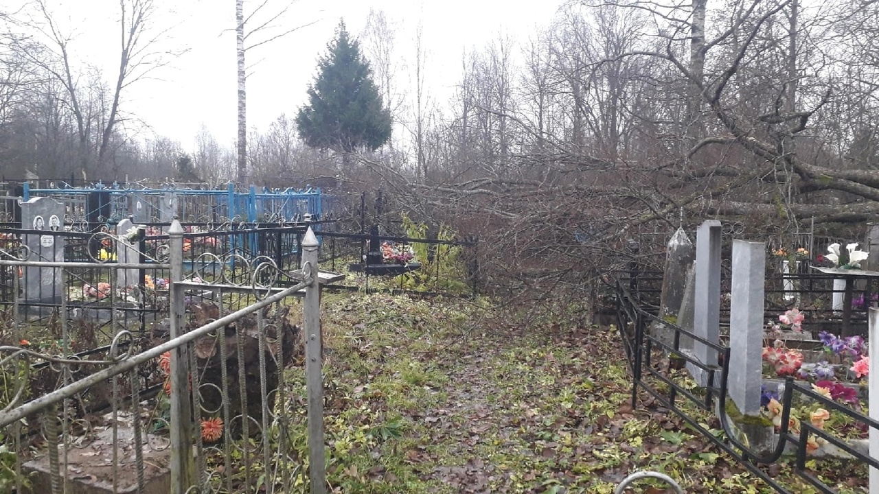 Ствол дерева рухнул на могилы: ярославцы сообщают о последствиях шквального ветра в регионе