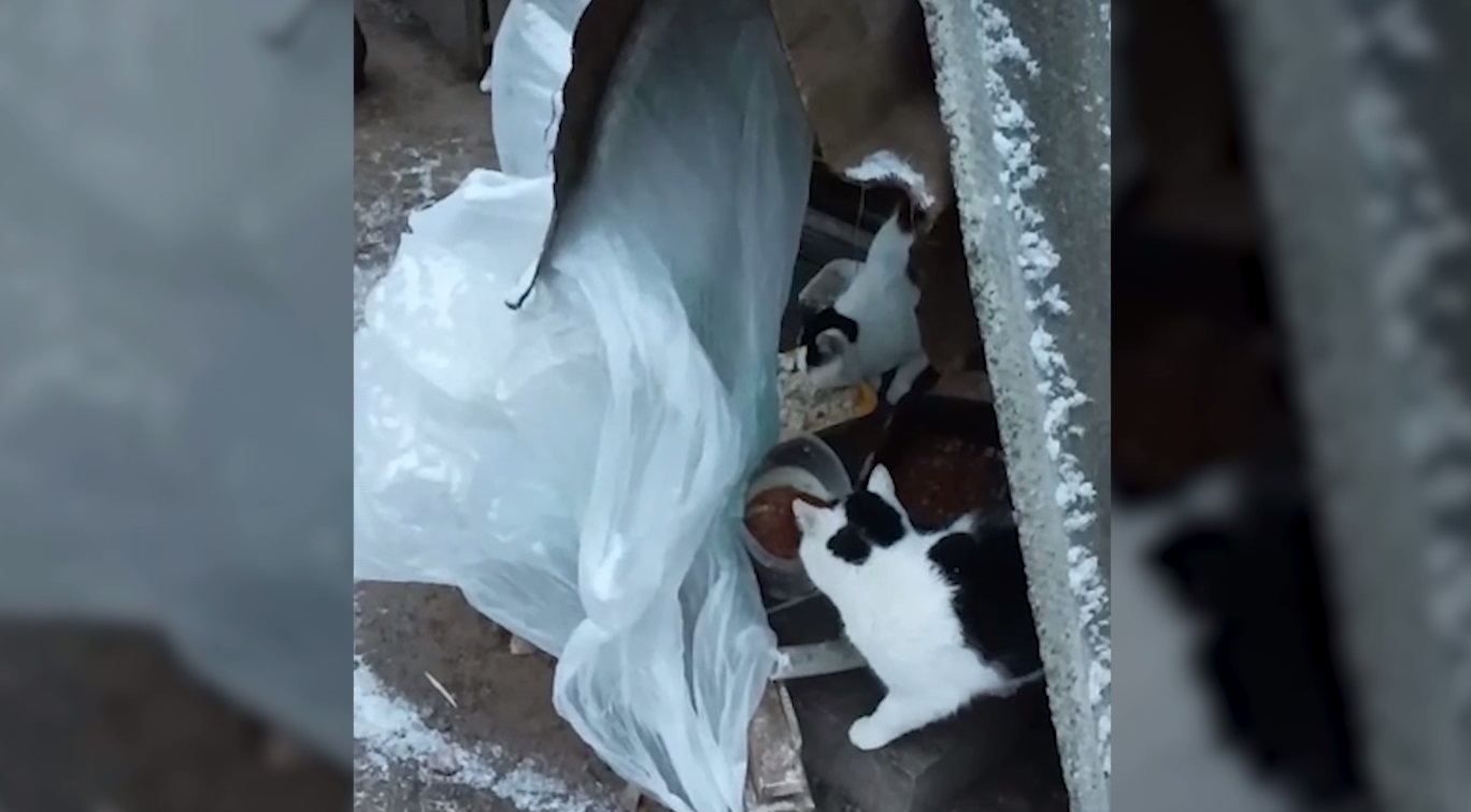 Больше двадцати кошек за Волгой могут погибнуть на морозе