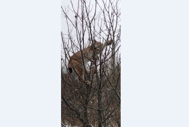 Очень напугана: очевидцы сообщают о рыси, загнанной на дерево в Переславском районе