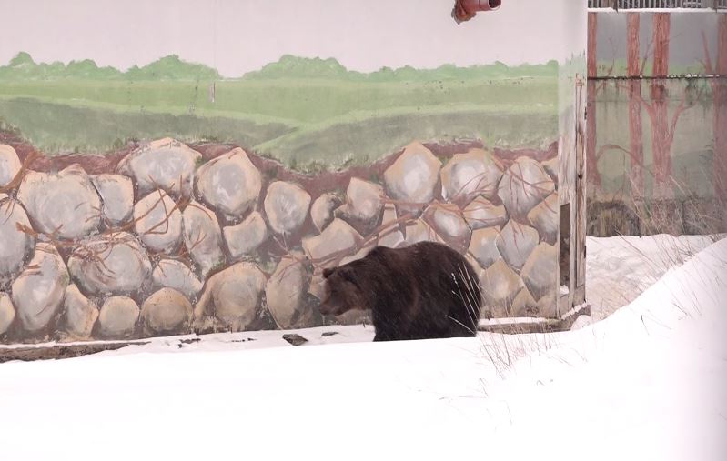 В ярославском зоопарке медведи Ума и Топа готовятся к зимнему сну