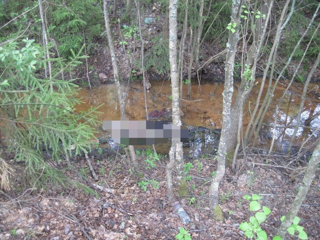 Истерзанное тело женщины нашли в канаве: в Ярославской области раскрыли громкое убийство