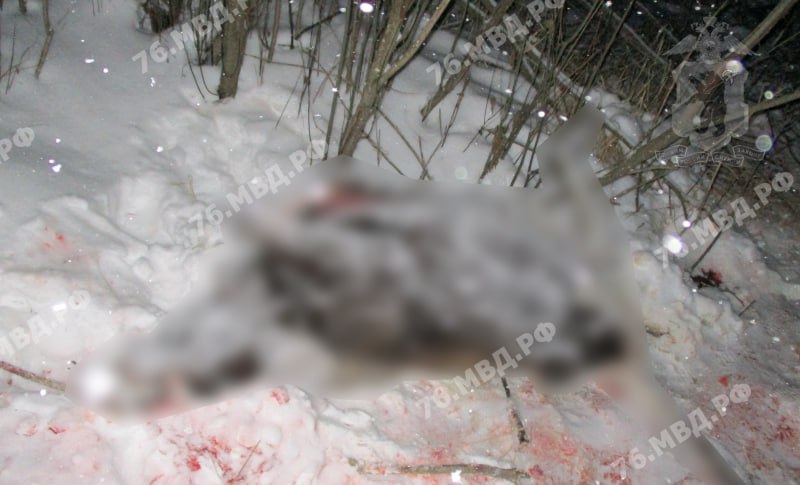 Москвич незаконно занимался охотой в лесах Ярославской области