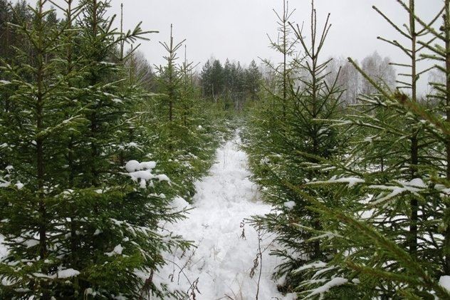 Более 480 миллионов рублей поступило в бюджеты разных уровней за использование лесного фонда региона
