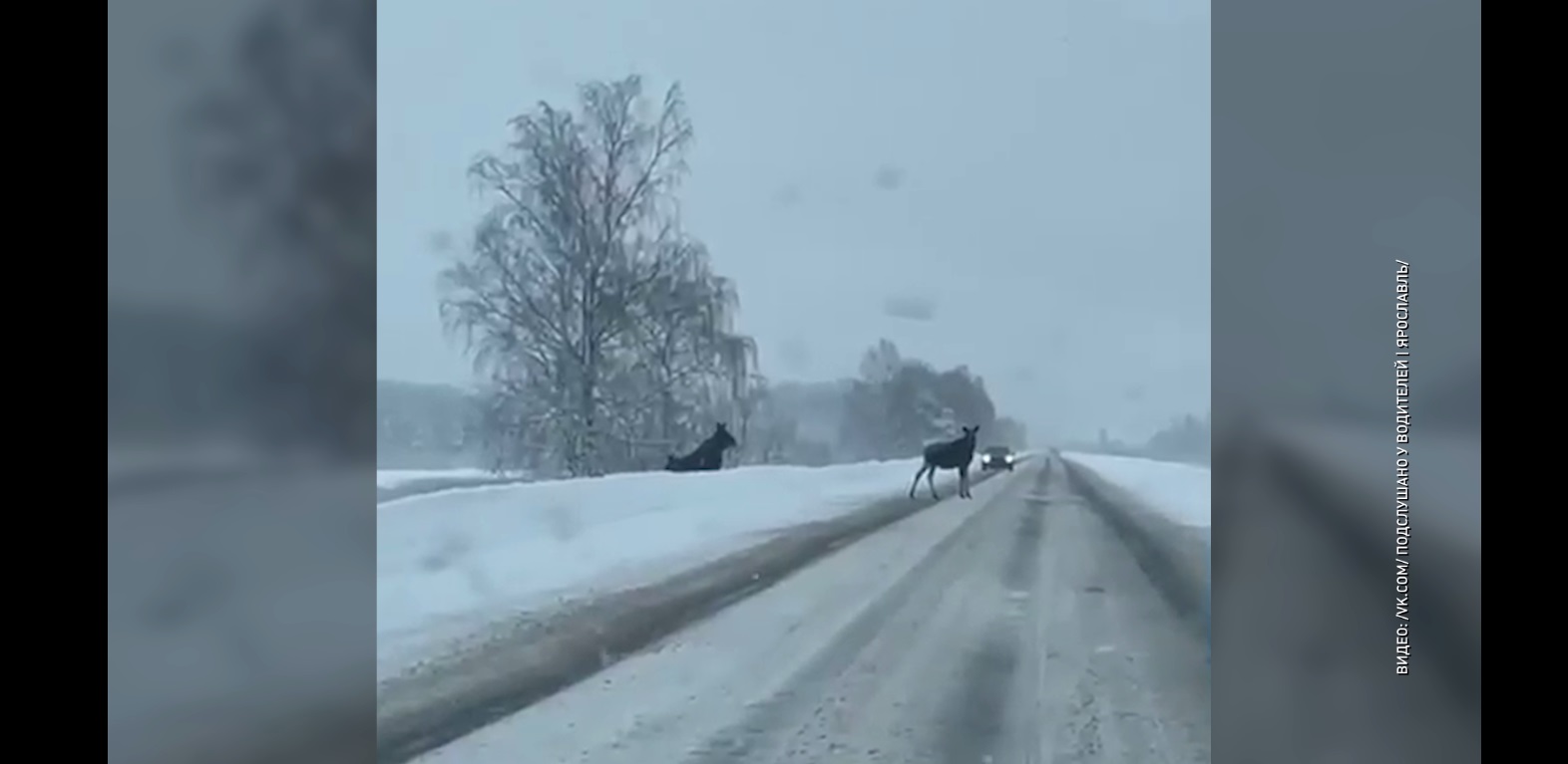 На трассе под Рыбинском на дорогу вышли три лося