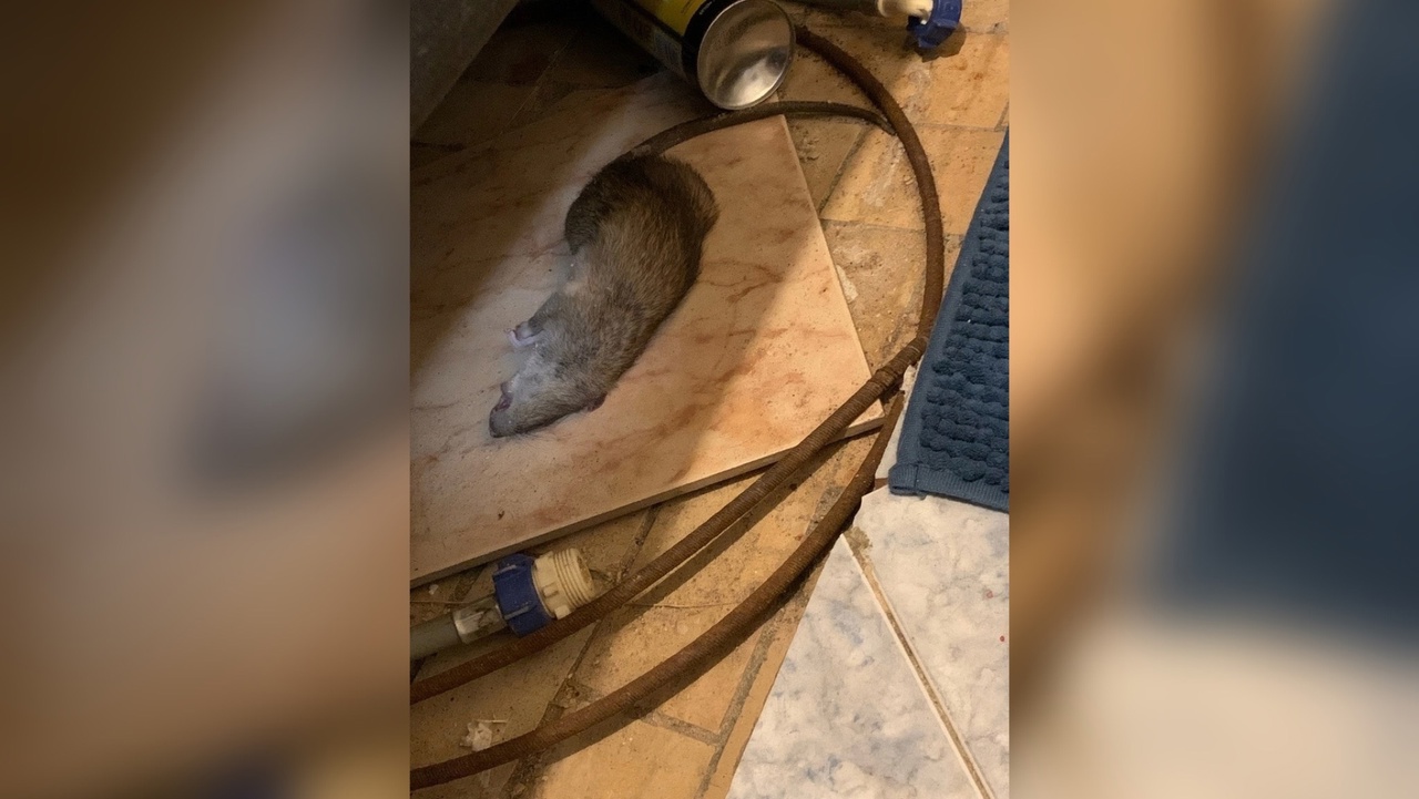 Жители Заволжского района пожаловались на гигантских крыс