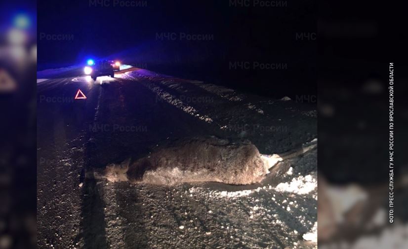 В Ярославской области на дороге сбили лося