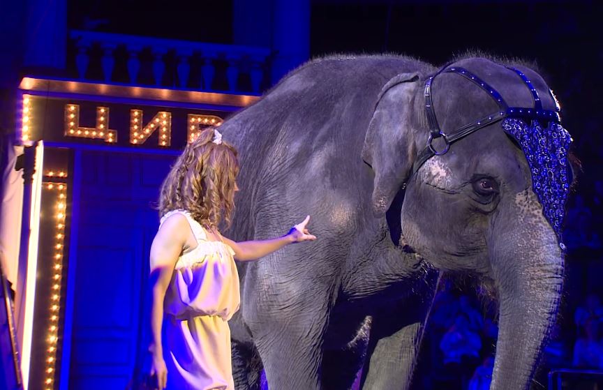 Жители солнечной Африки перевернули представление о слонах. Новое представление в ярославском цирке поразило зрителей