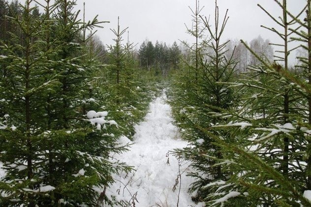 Более 2,5 тысяч гектаров почвы подготовят под искусственное лесовосстановление в Ярославской области