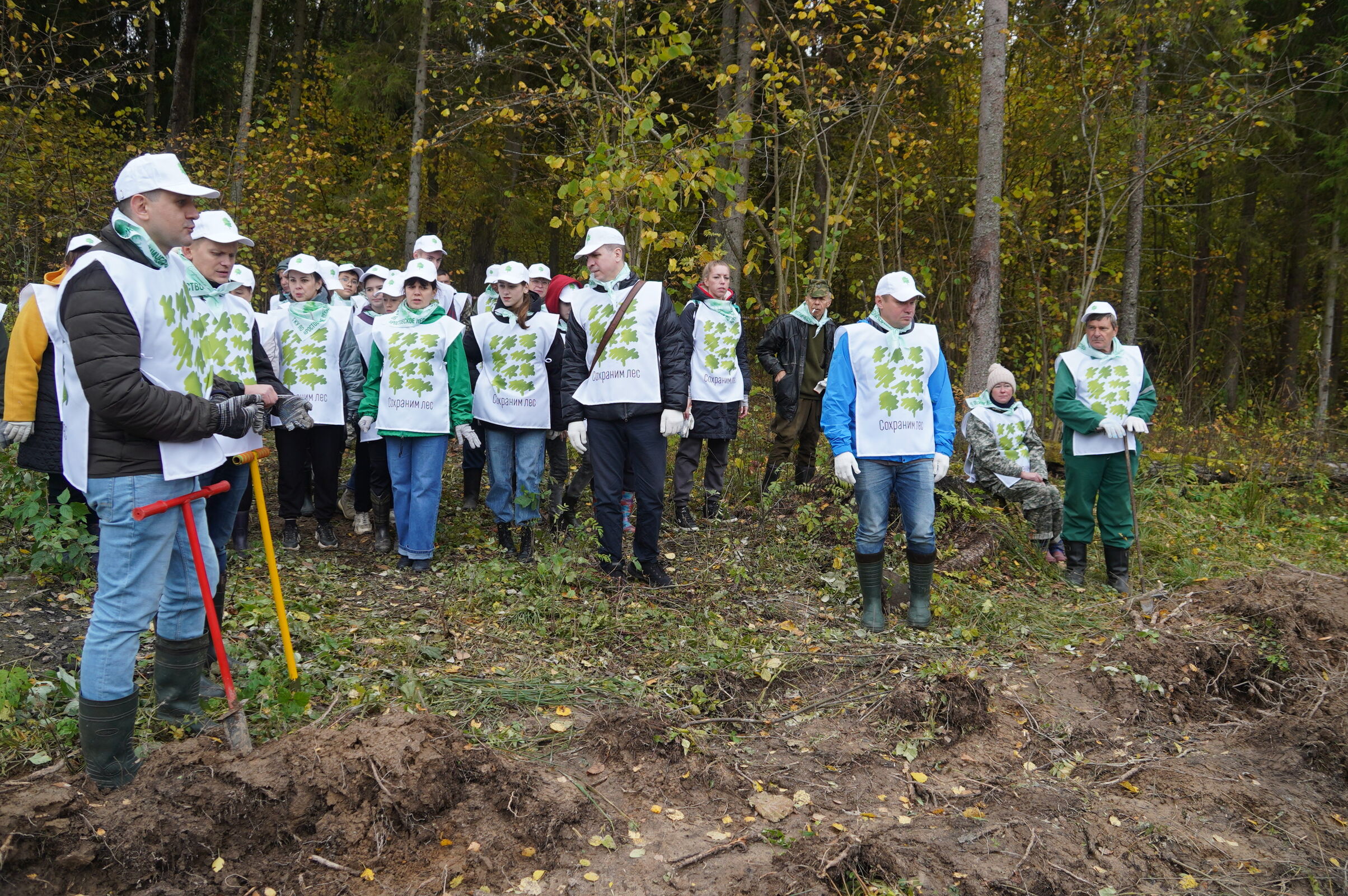 В 2022 году в Ростовском районе восстановили порядка 200 га лесного фонда