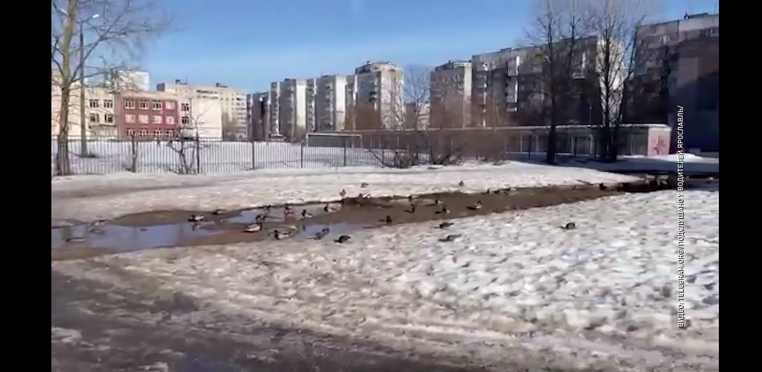 Брагинские утки нашли альтернативу пока еще замерзшему пруду в парке 30-летия Победы
