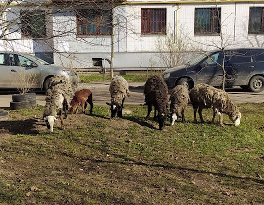 Под многоэтажкой в Ярославле пасутся овцы