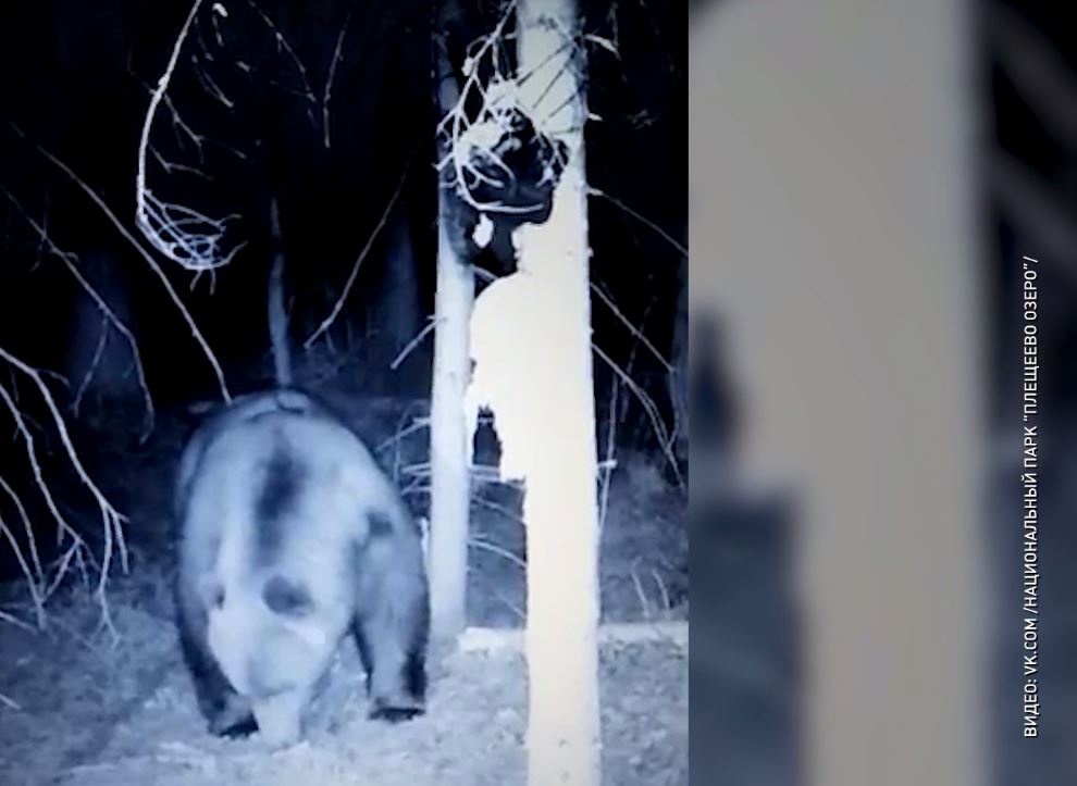 В одну из фотоловушек в Ярославской области угодил медведь