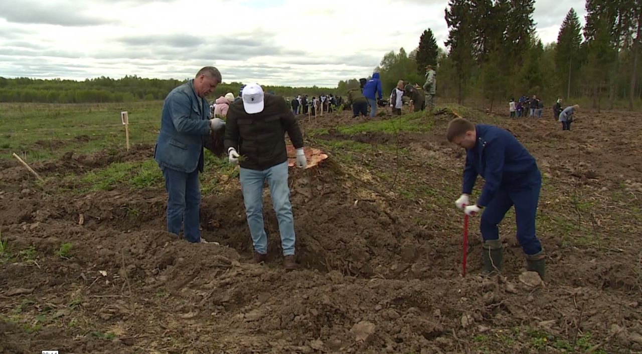 В Ярославской области посадили около 4000 деревьев в рамках акции «Сад памяти»