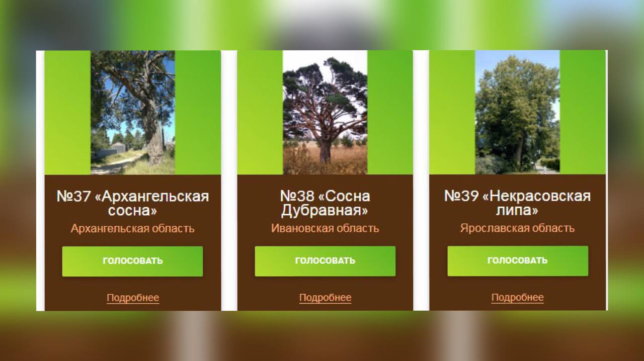 Липа из Карабихи претендует на звание «Российское дерево года»