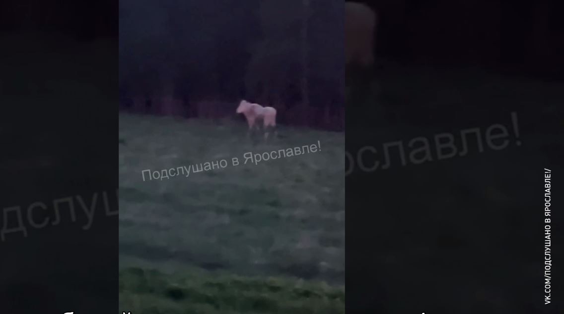 Ярославцы заметили белого лося в Даниловском районе
