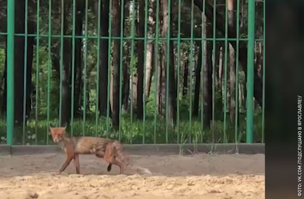 В Ярославле лиса выбежала на пляж