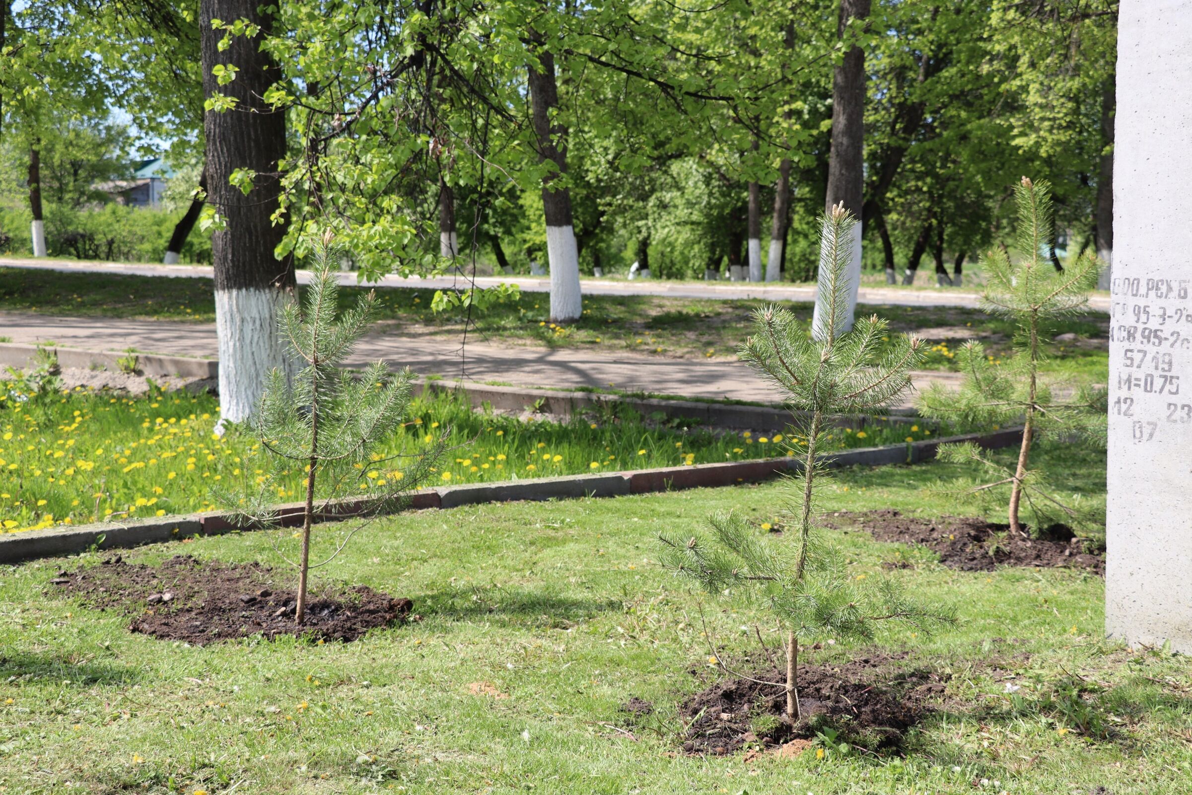 В Ярославской области продолжается посадка саженцев деревьев