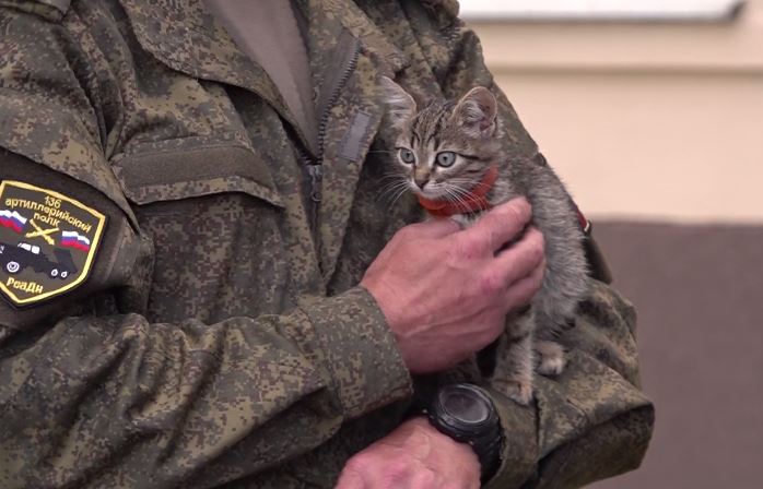 Ярославские бойцы привезли в Ярославль с Донбасса котят