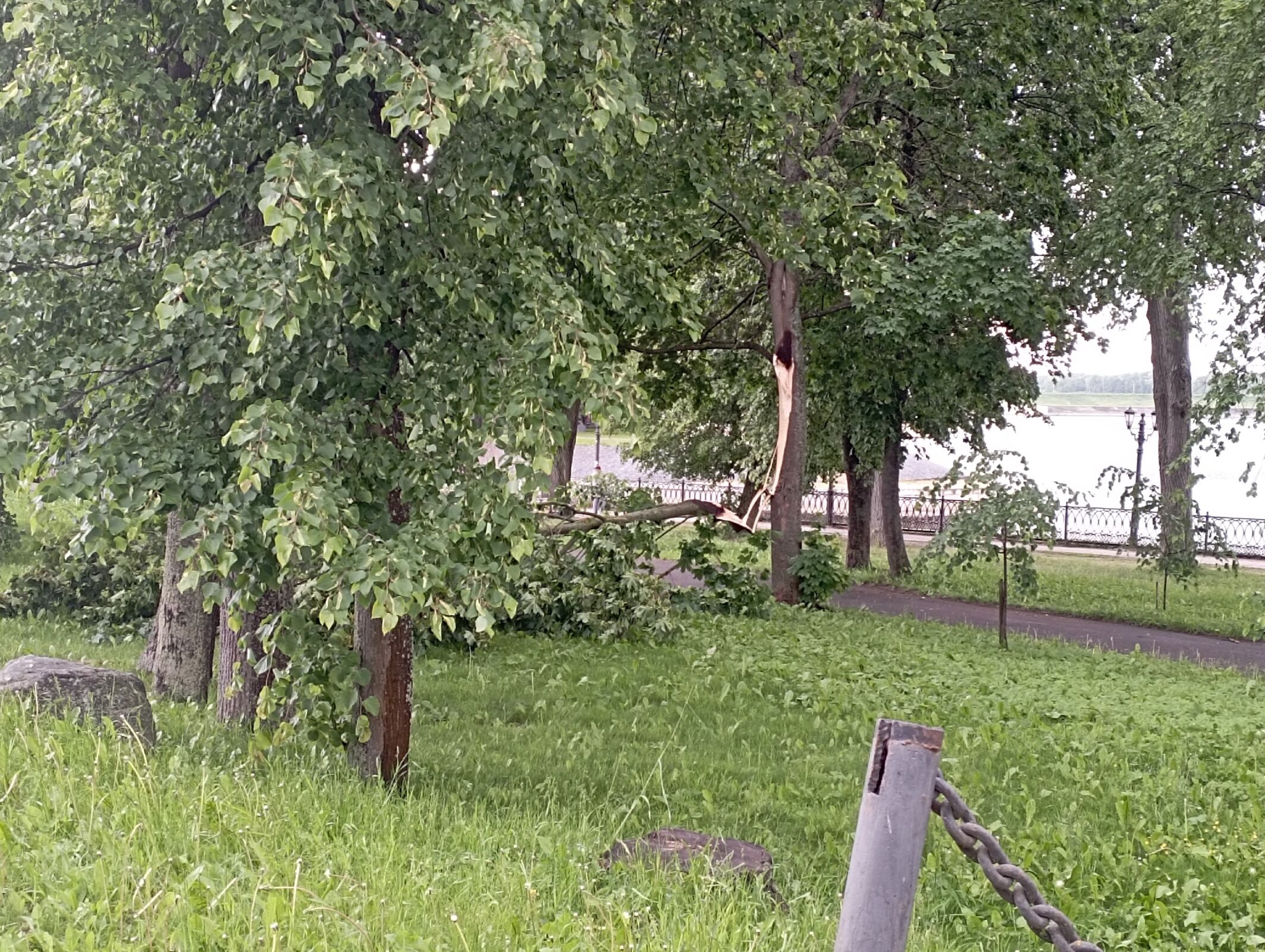 Ураганный ветер повалил деревья в Ярославской области