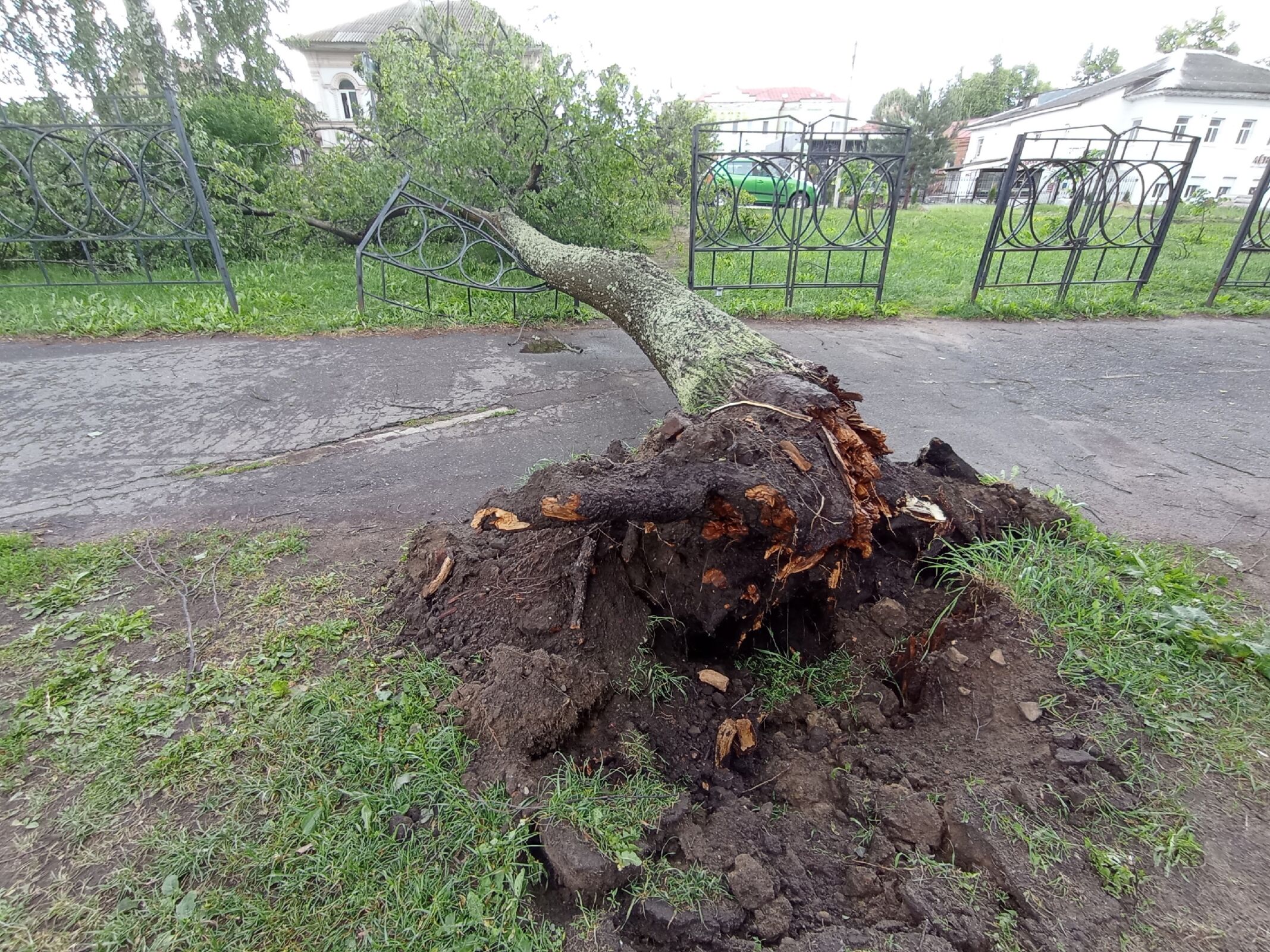 Ураганный ветер повалил деревья в Ярославской области