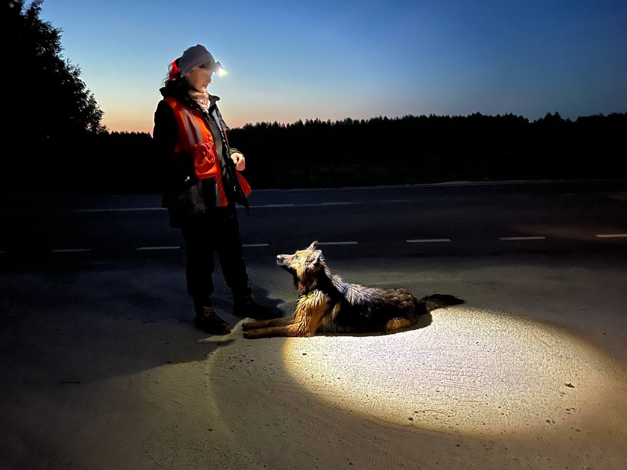 Два дня в лесу: поисковики рассказали, как собака Одри помогла спасти ярославца