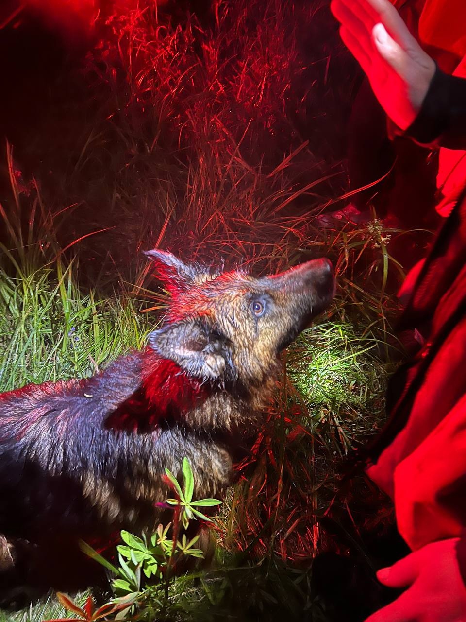 Два дня в лесу: поисковики рассказали, как собака Одри помогла спасти ярославца