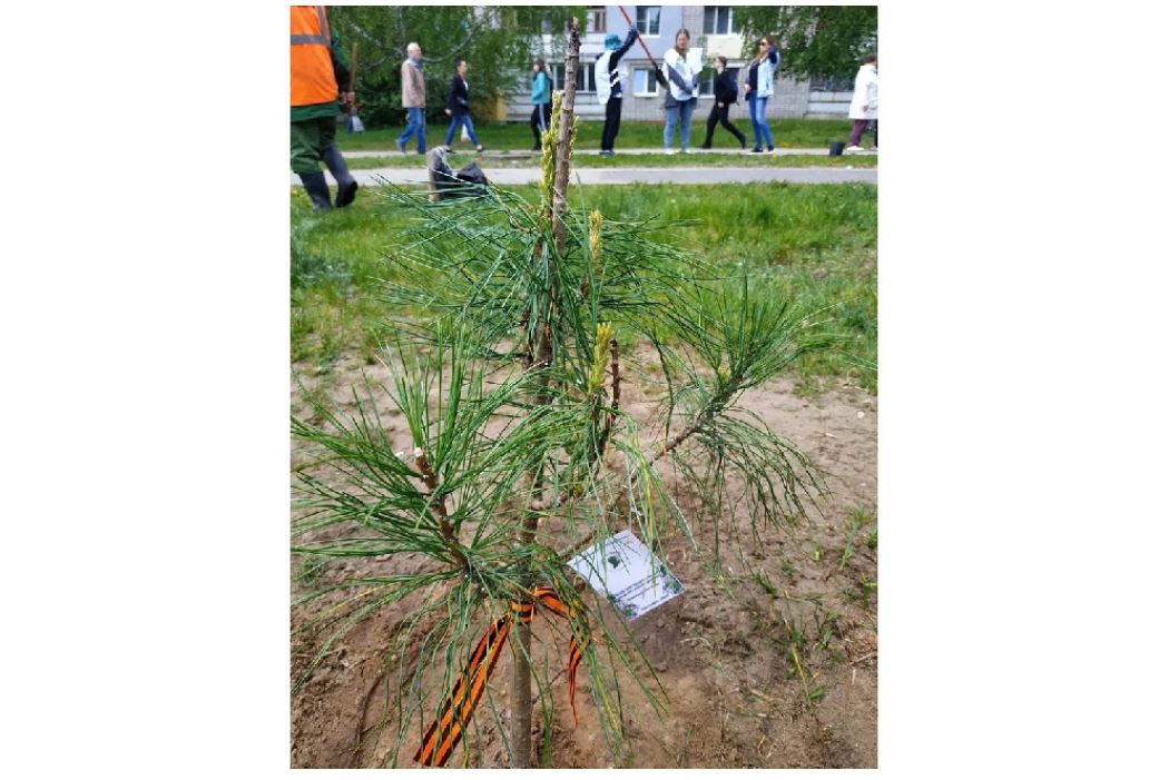Более 240 тысяч деревьев посадили участники акции «Сад памяти»