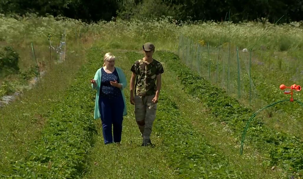 Предприниматель из Гаврилов-Ямского района организовал ягодную ферму