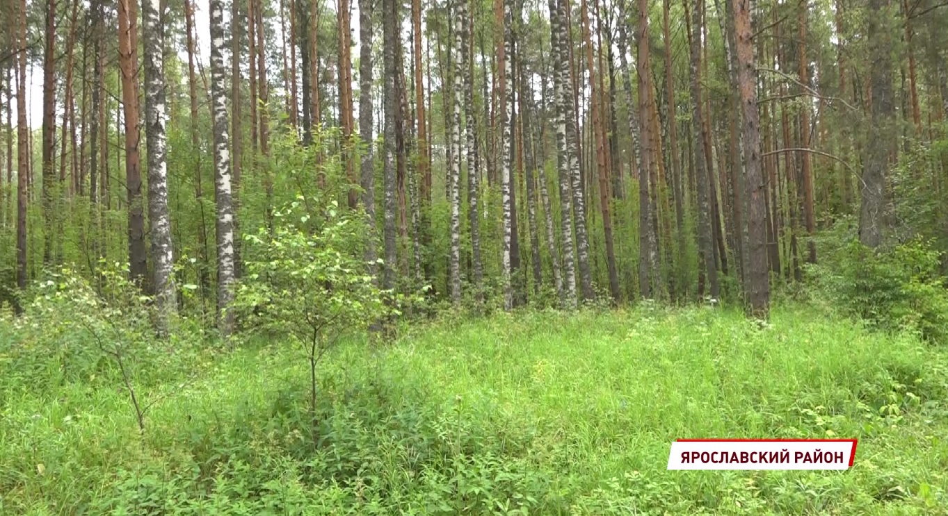 Около 154 млн рублей поступило в бюджеты за использование лесов Ярославской области