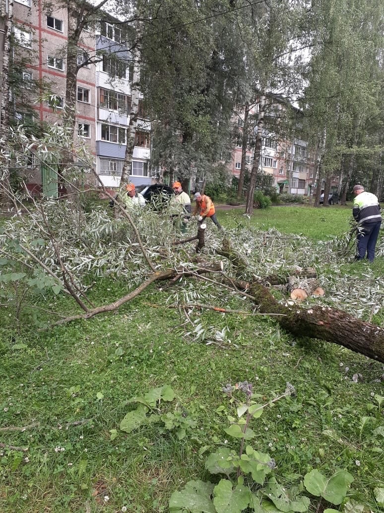 Десятки деревьев обрушились в Ярославле из-за неблагоприятных погодных условий
