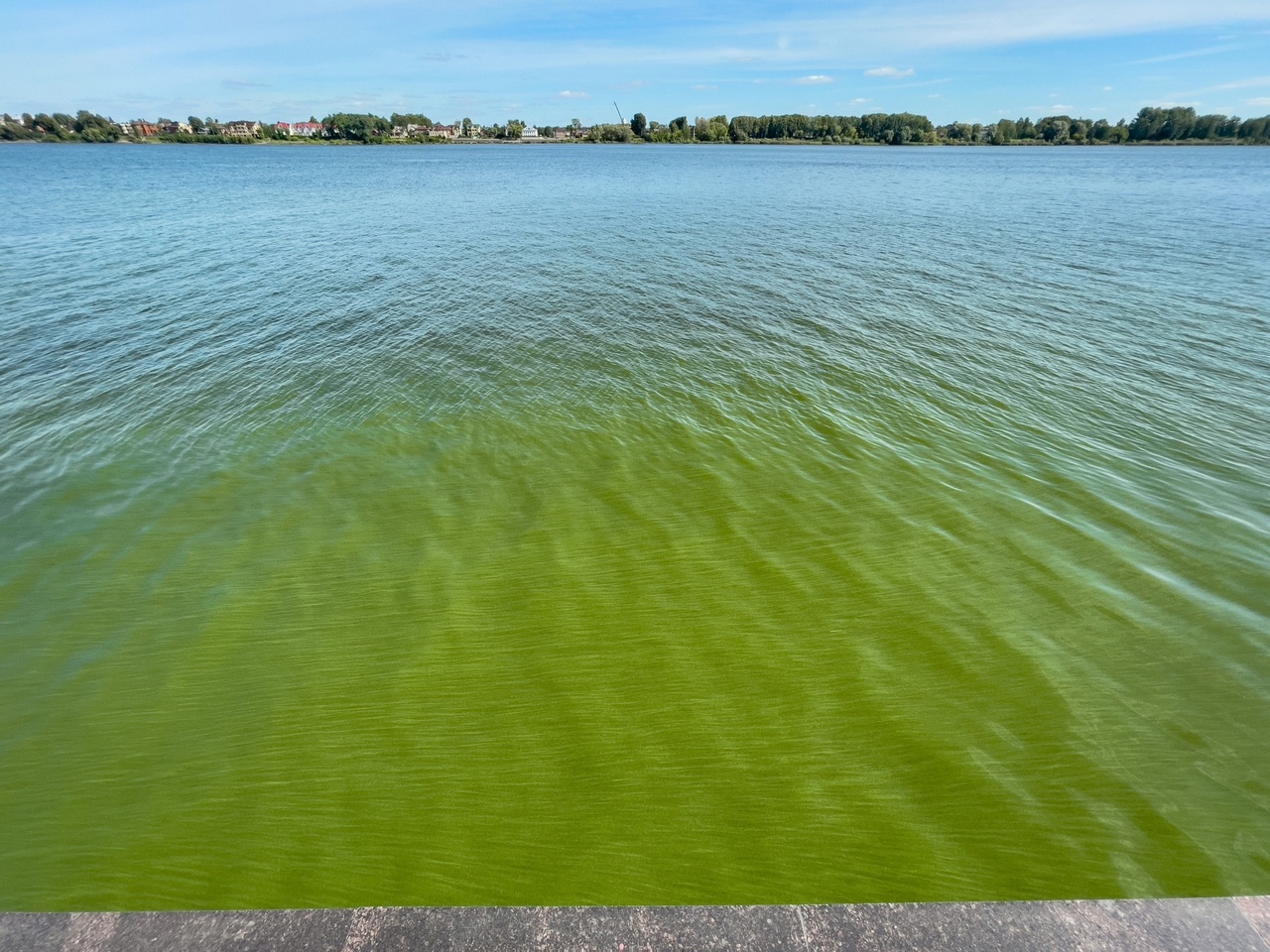 Бить тревогу или подождать пока пройдет : в центре Ярославля Волга окрасилась в зеленый цвет