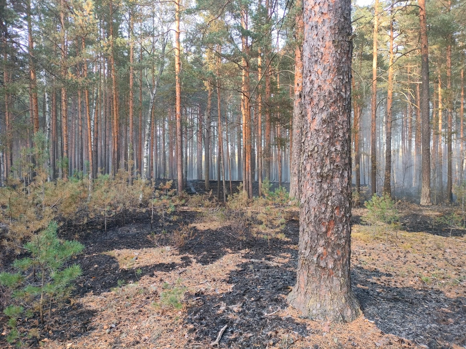 В Ярославском районе по вине человека загорелся лес