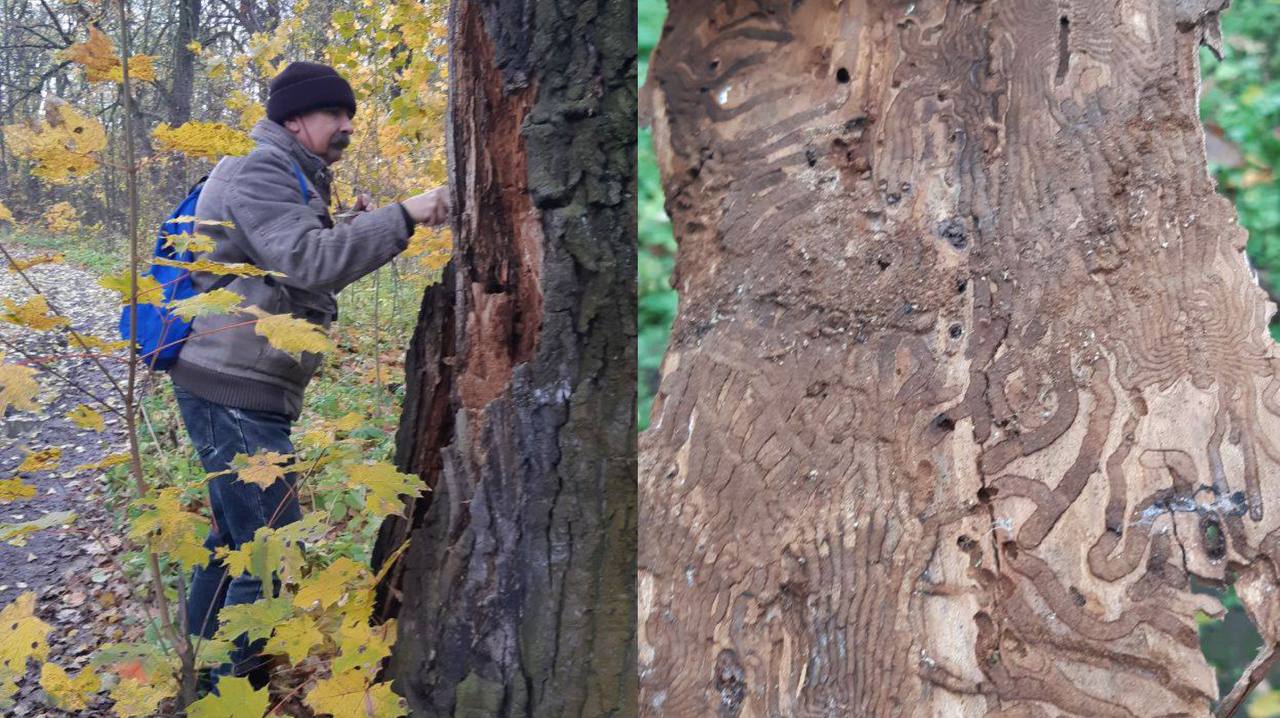 Краснокнижные деревья Ярославской области гибнут из-за голландской болезни
