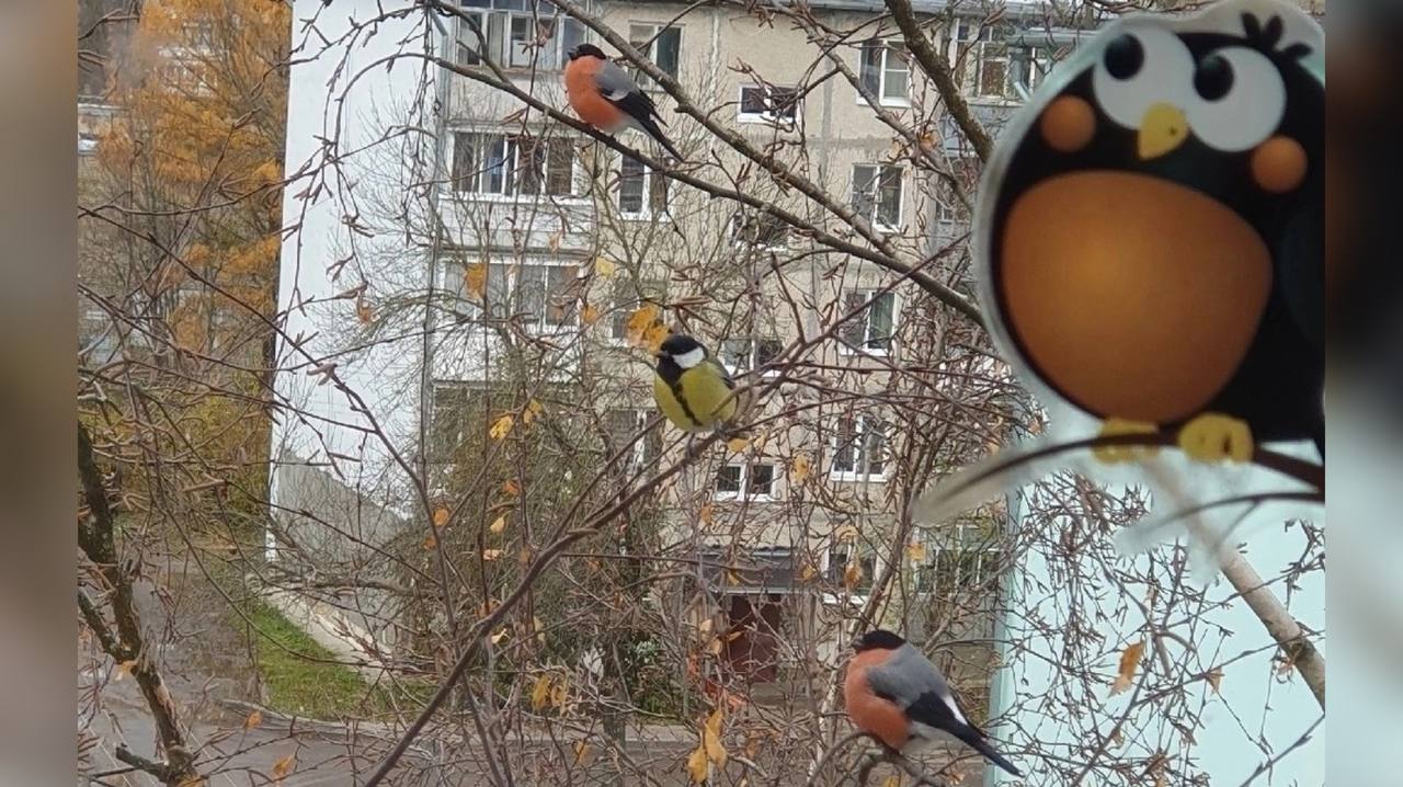 Птичка тутаев. Снегири прилетели. Снегири прилетели примета. Скоро прилетят Снегири. Снегири 2 Сыктывкар.