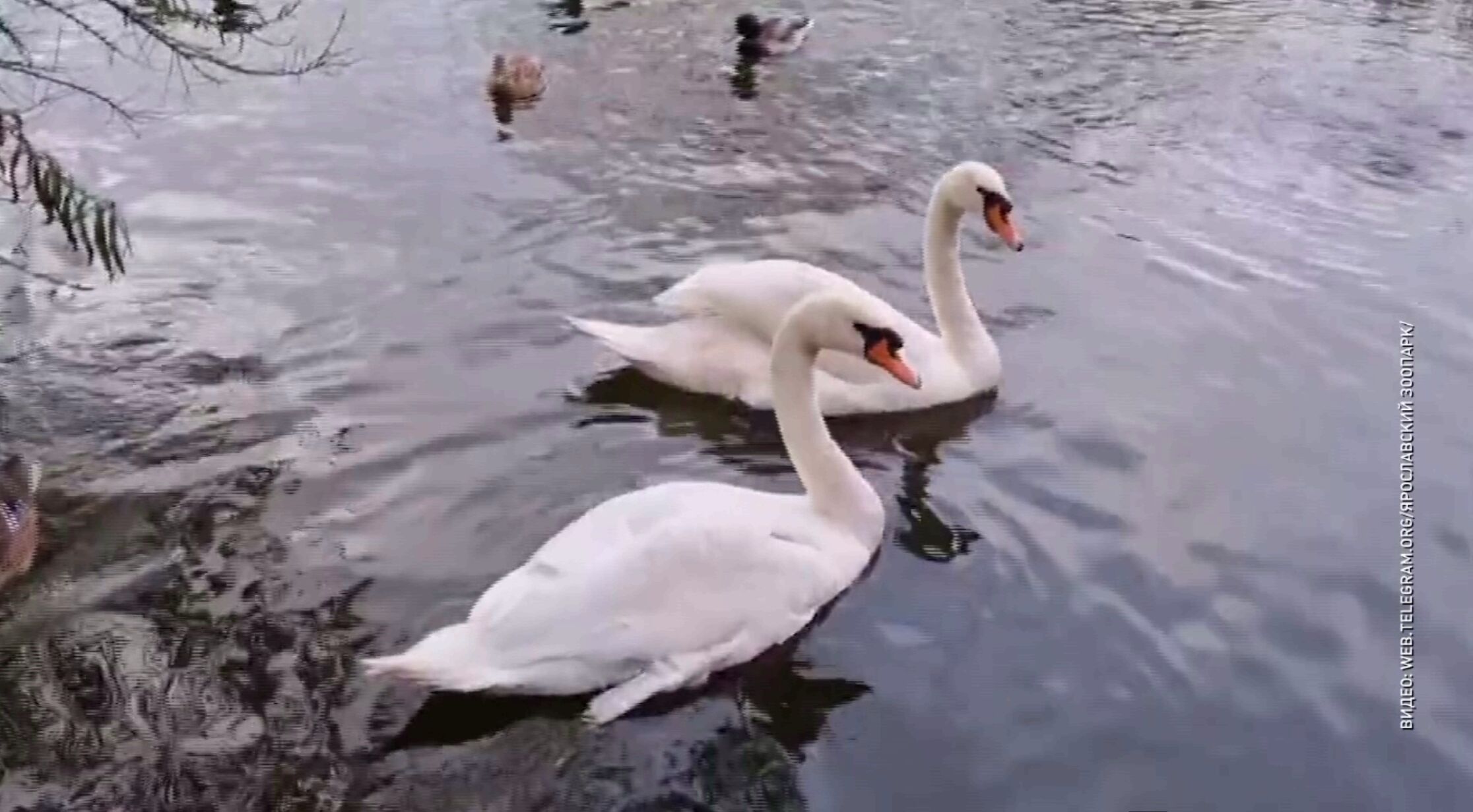 Пара белых лебедей из Свято-Введенского Толгского монастыря переехала в ярославский зоопарк