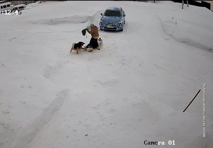 Нападение собаки на ребенка в Ярославской области сняла камера видеонаблюдения