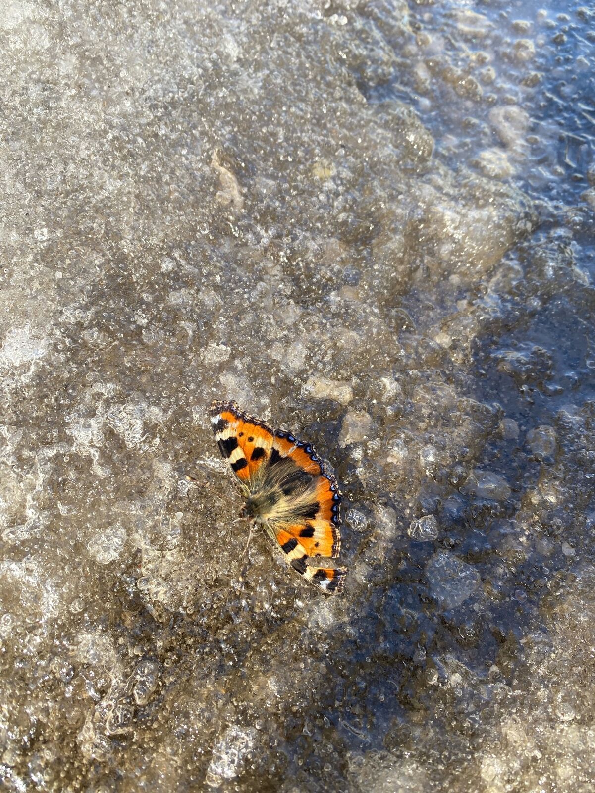 Бабочки и пчелы на снегу: ярославцы в сети делятся удивительными кадрами