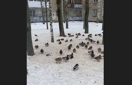Прилетели, а воды нет: утки заполонили двор в Дзержинском районе Ярославля