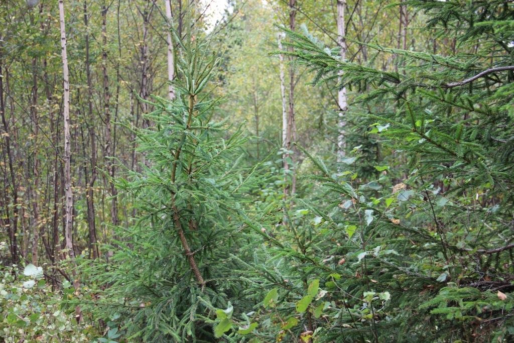 Проверка противопожарного инвентаря у арендаторов лесных участков началась в Ярославской области
